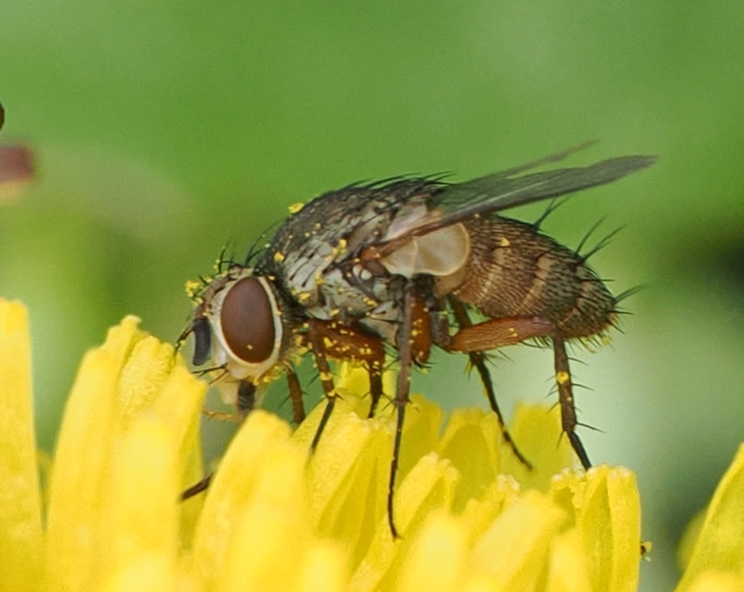 Siphona-sp